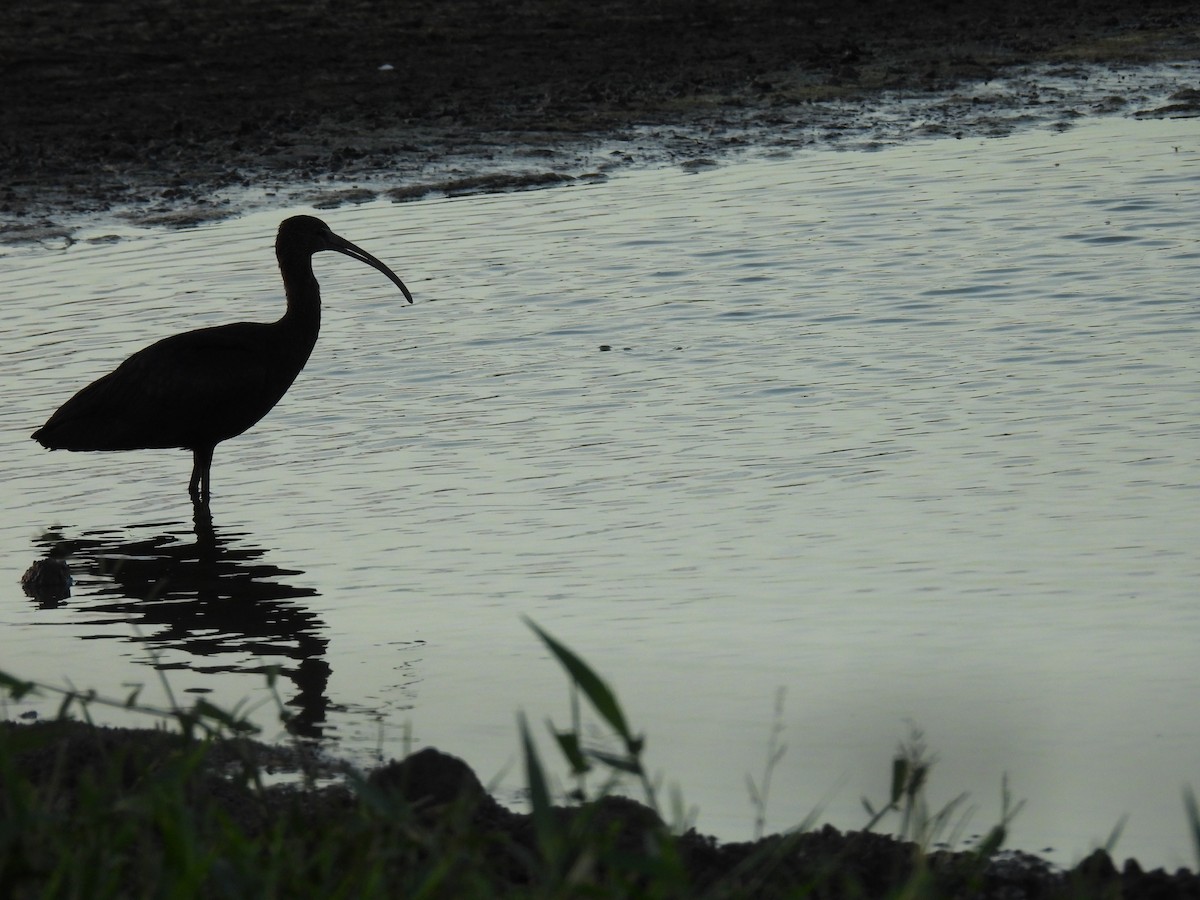 Glossy Ibis - ML646551140