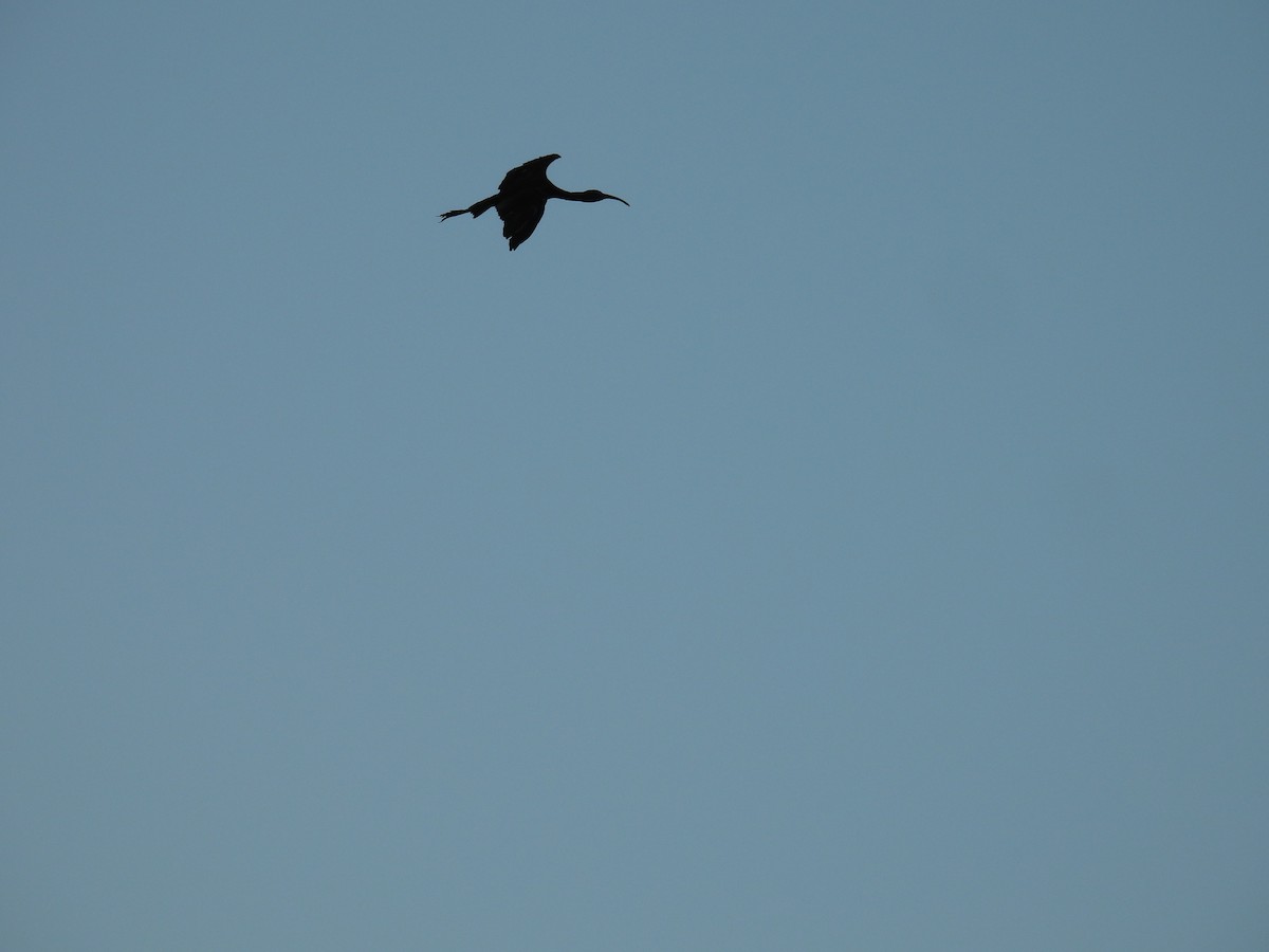 Glossy Ibis - ML646551141