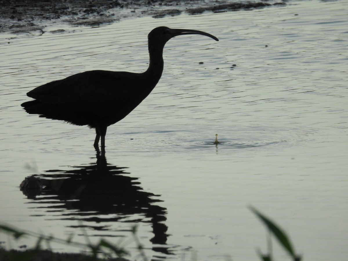 Glossy Ibis - ML646551142