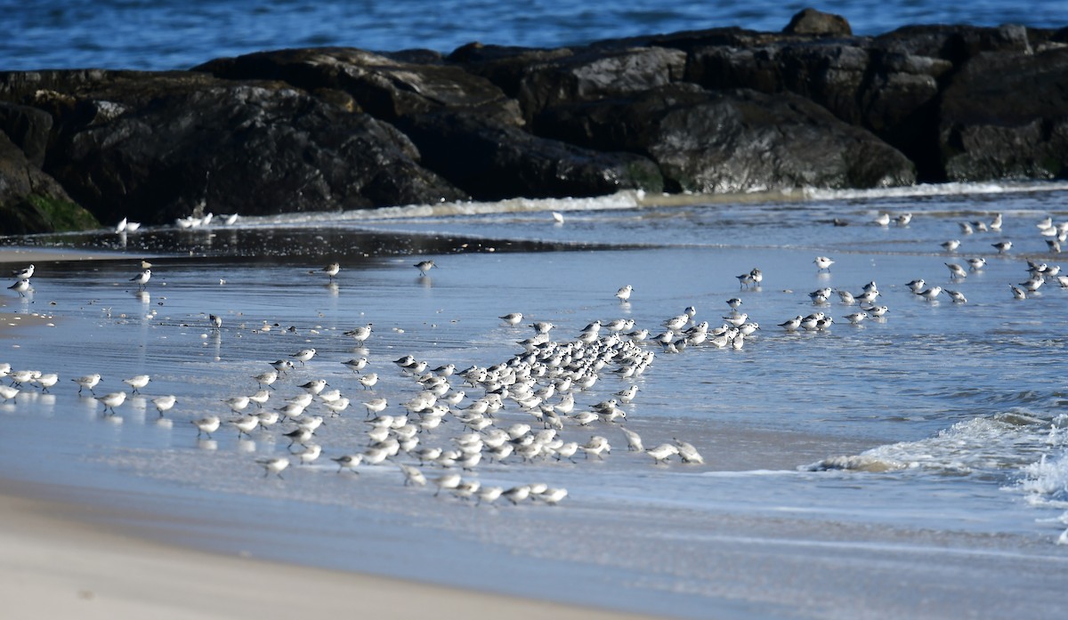 Песчанка - ML646551144