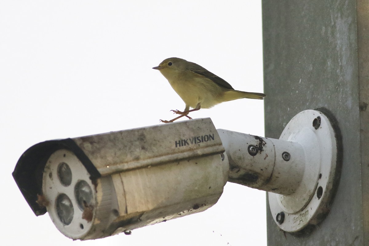 Northern Yellow Warbler - ML646551145