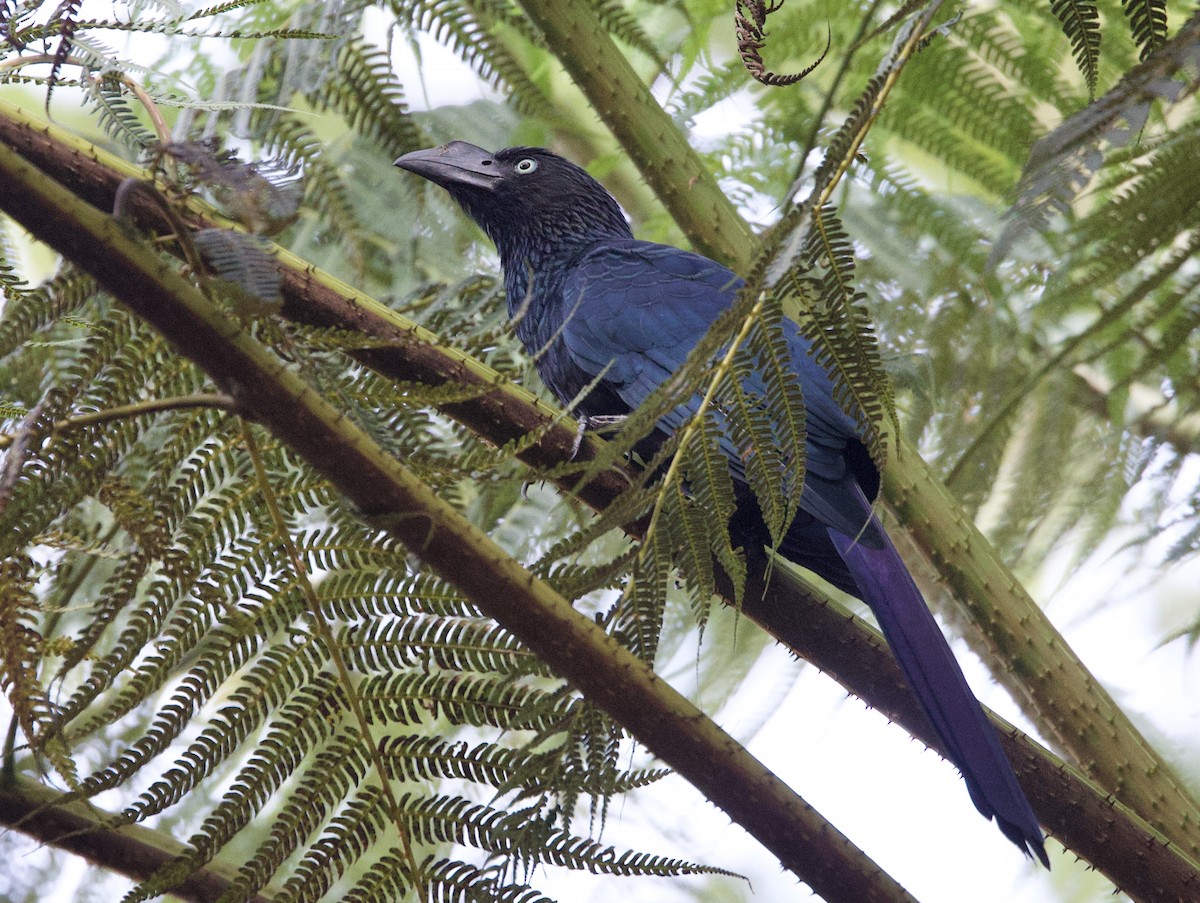 Garrapatero Mayor - ML646551146