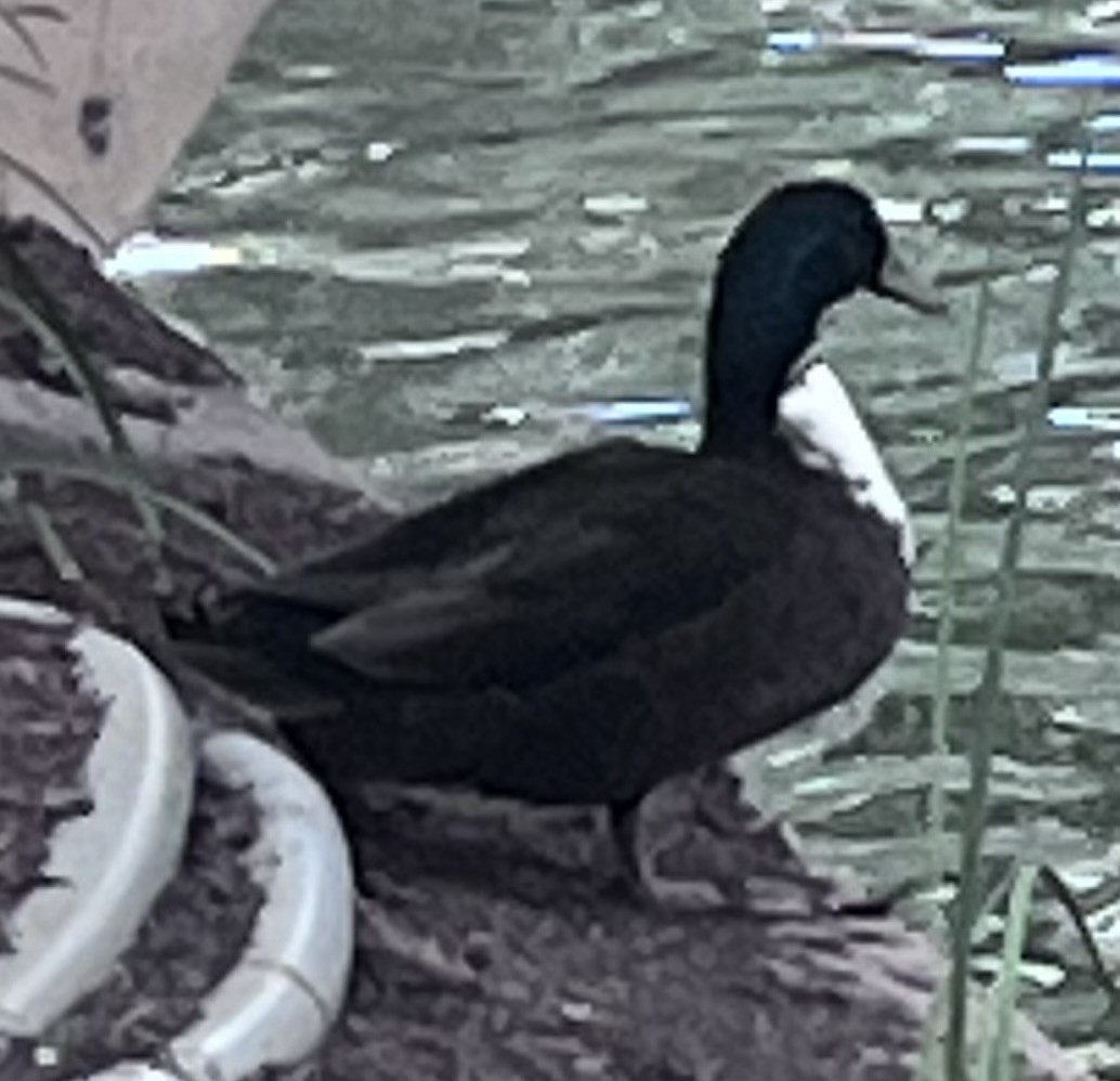 Germano reale - ML646551148