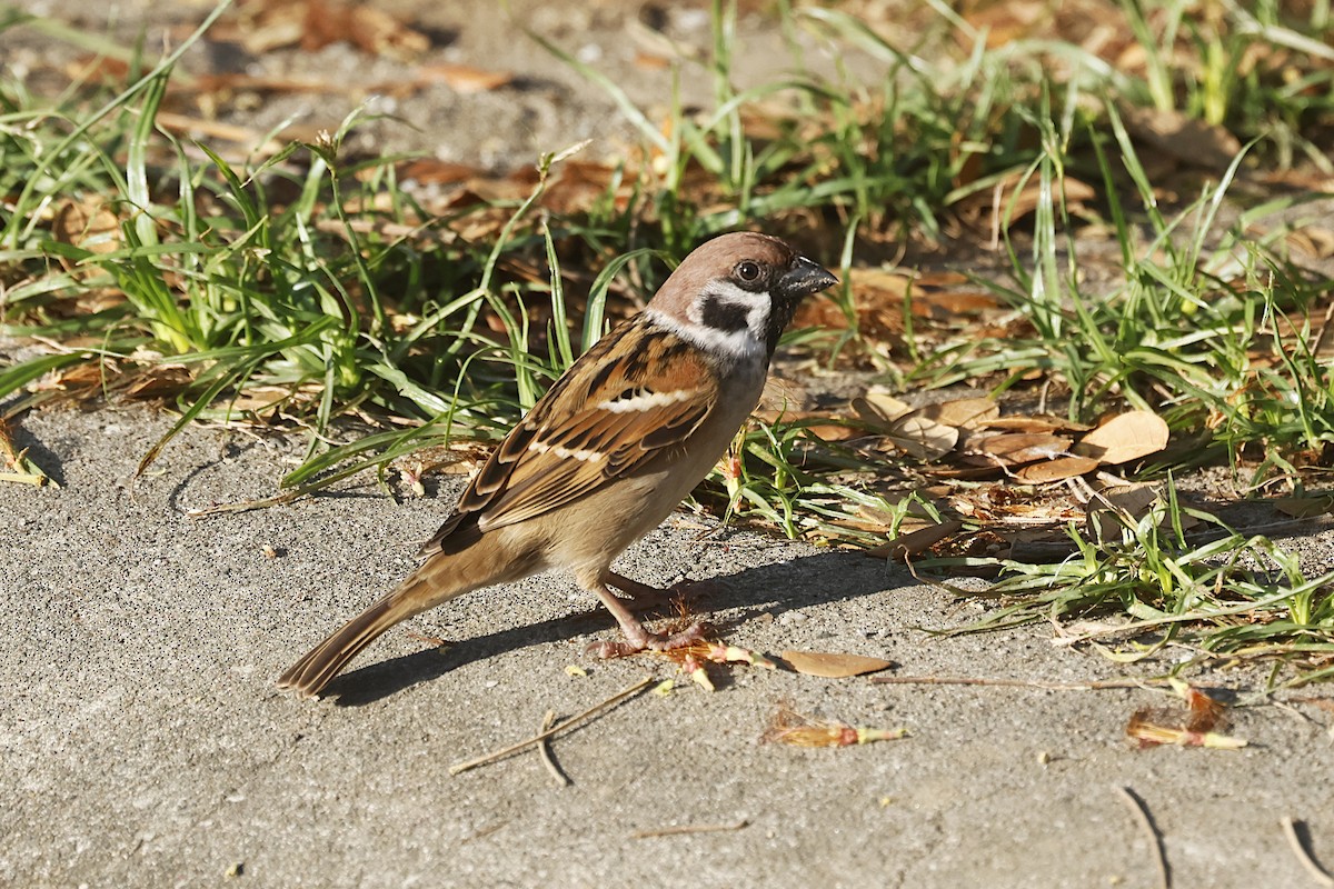 Eurasian Tree Sparrow - ML646551150