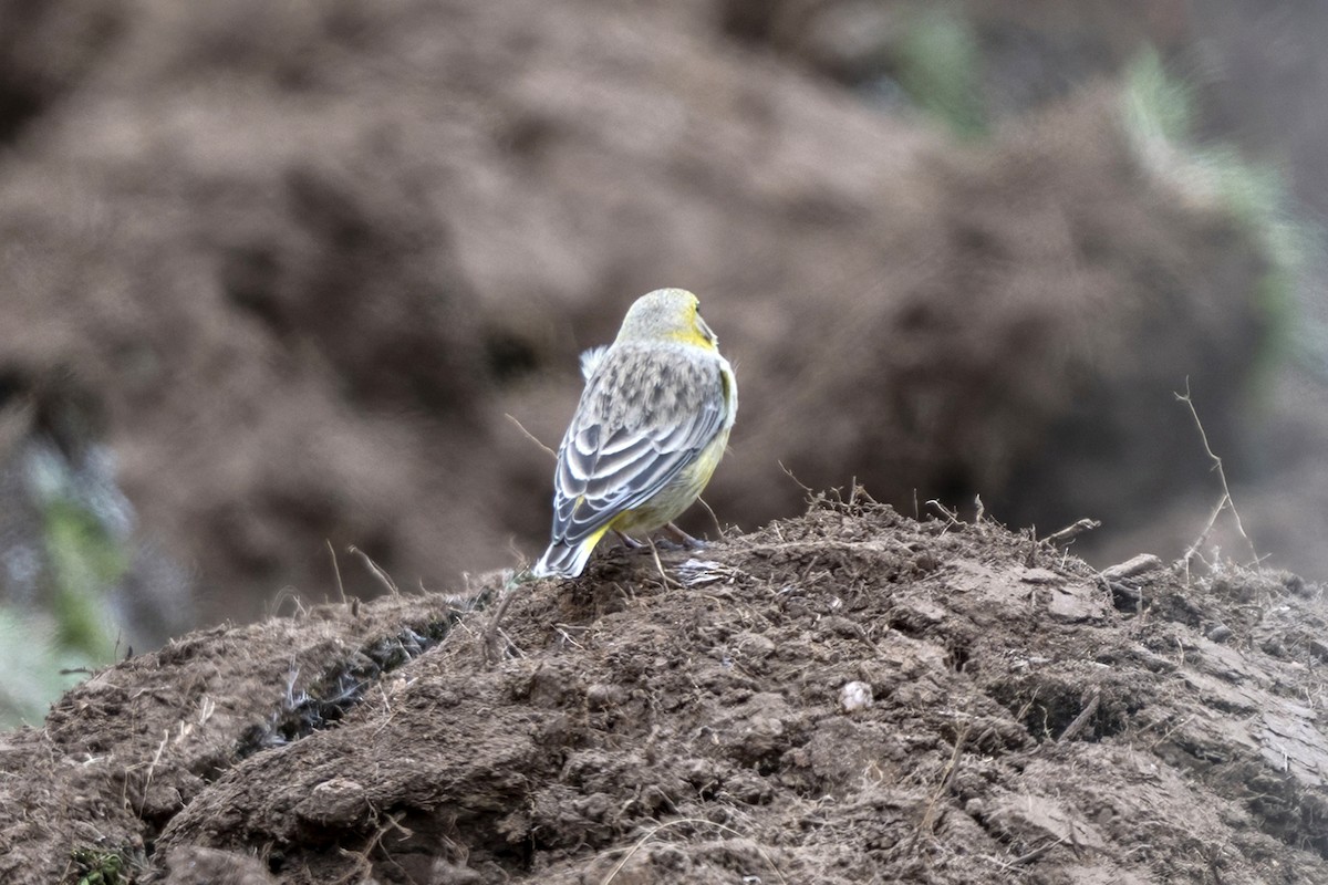 Bright-rumped Yellow-Finch - ML646551152