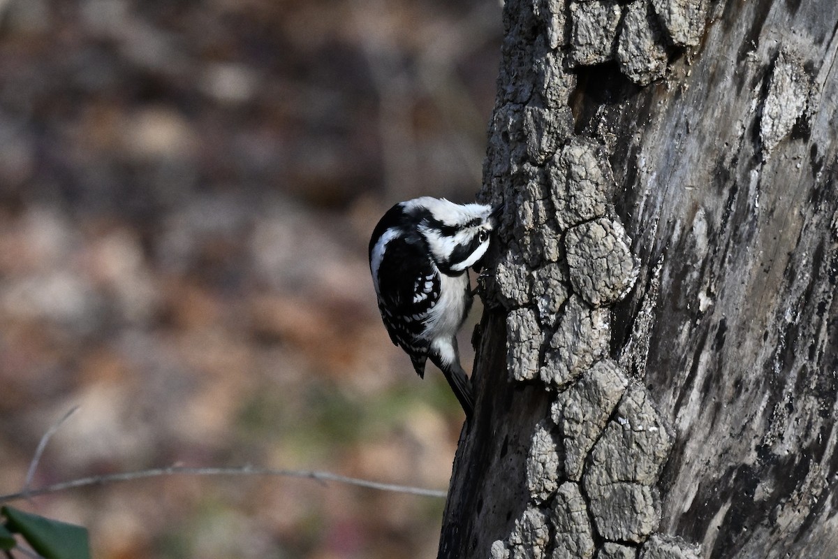 strakapoud osikový - ML646551156