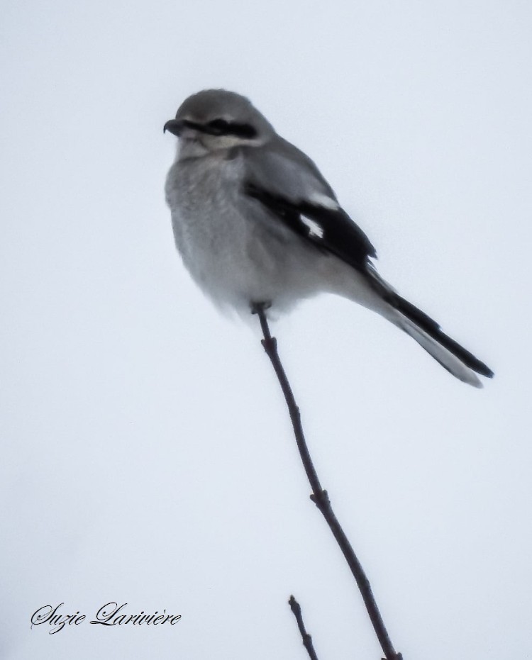 Northern Shrike - ML646551157