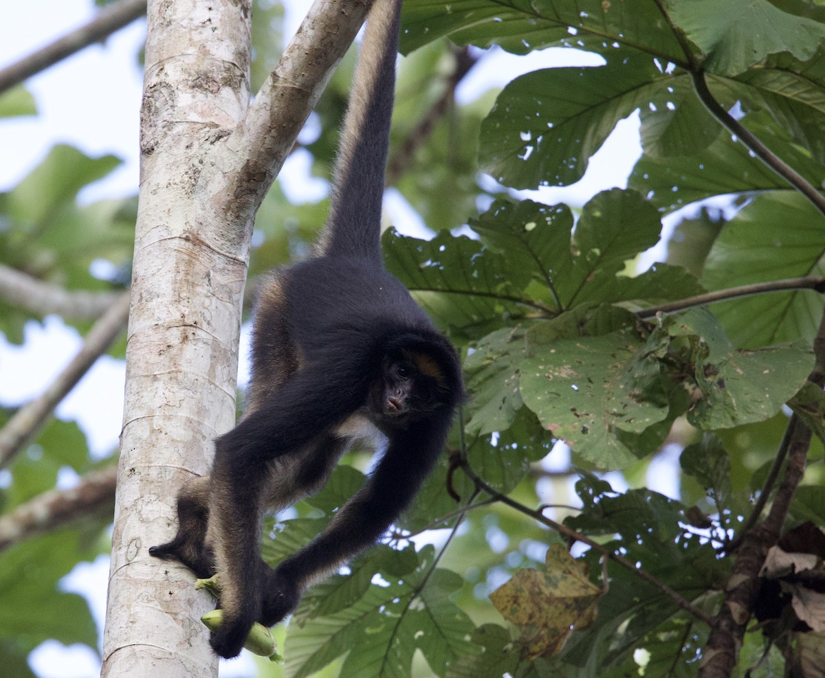 Animales - ML646551159