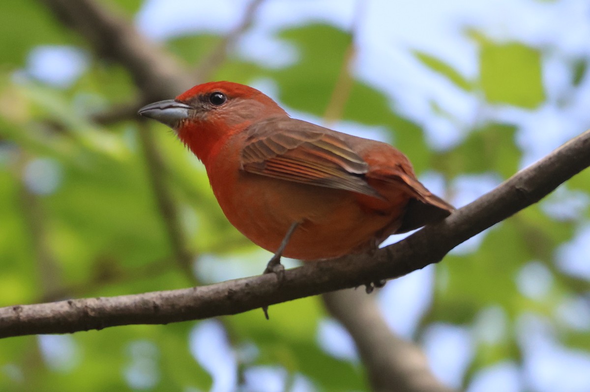 Hepatic Tanager - ML646551160