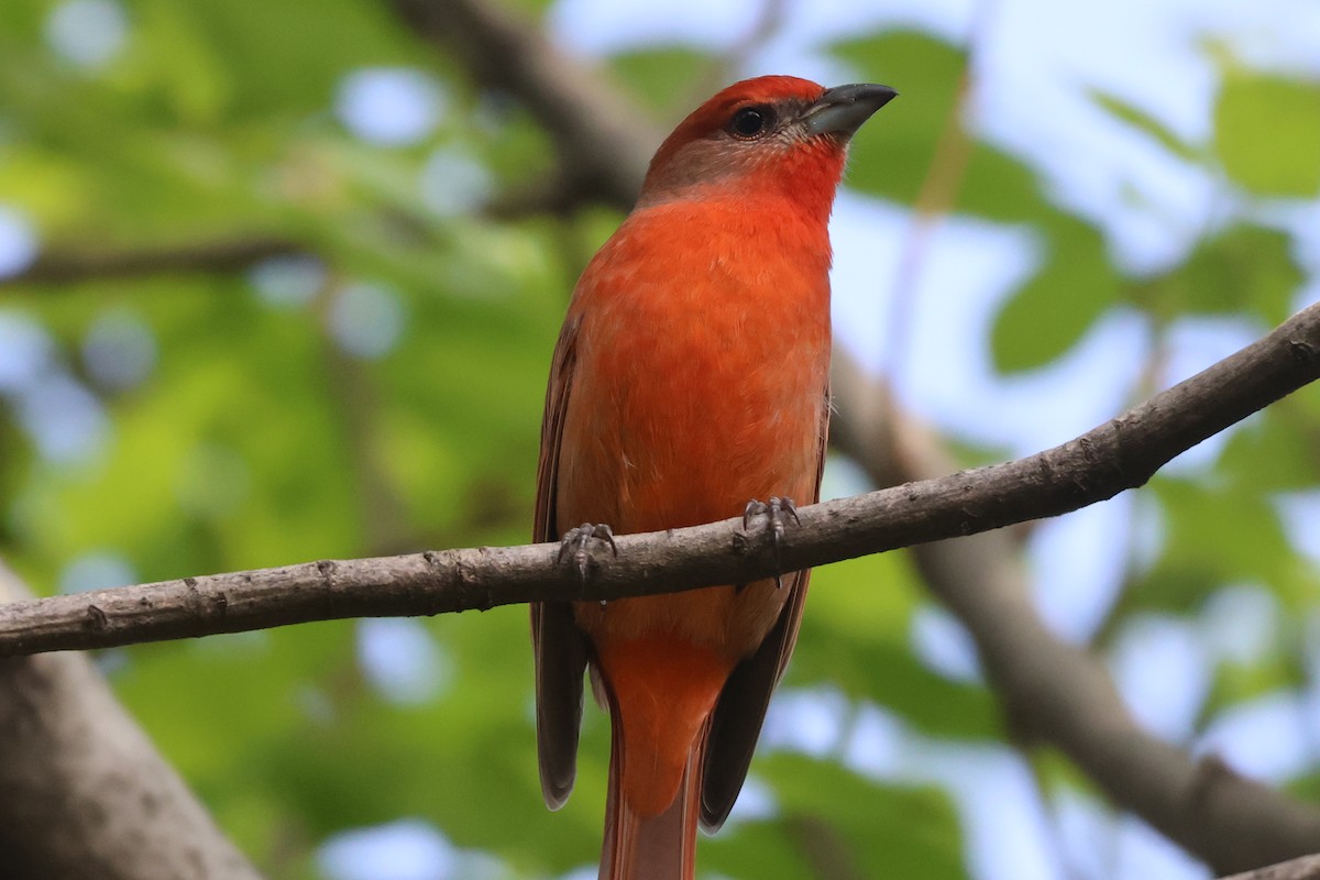 Hepatic Tanager - ML646551161