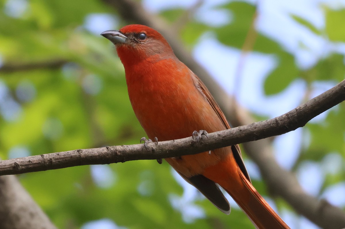 Hepatic Tanager - ML646551162