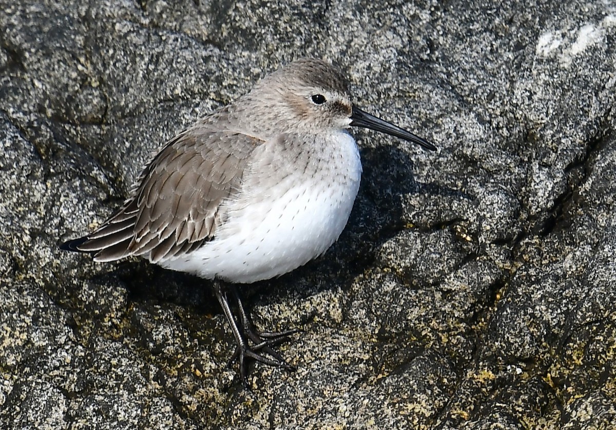 Dunlin - ML646551165