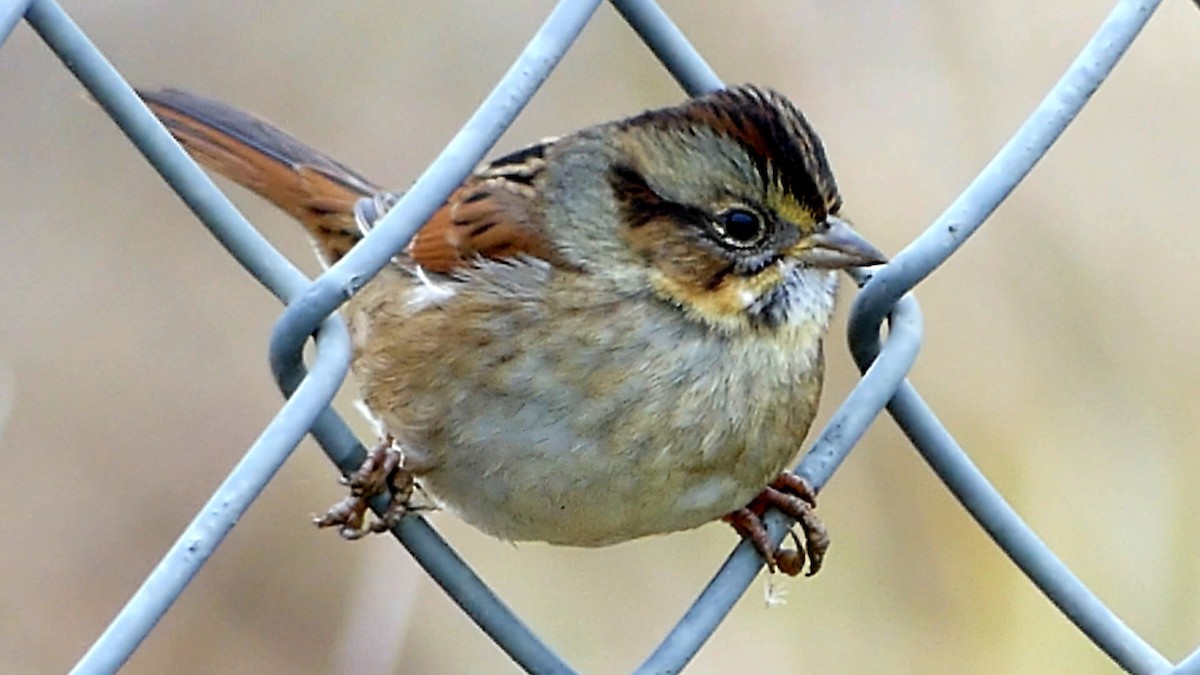 Chingolo Pantanero - ML646551166