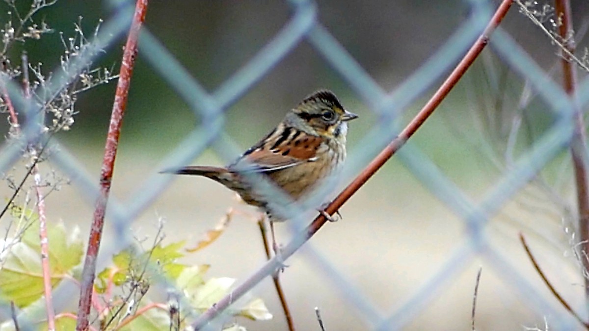 Chingolo Pantanero - ML646551168