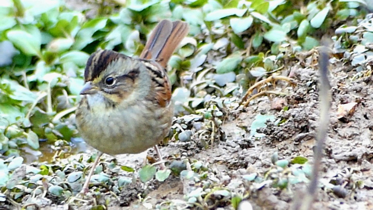 Chingolo Pantanero - ML646551170