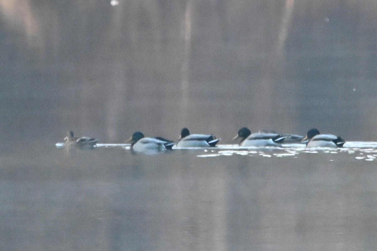 Mallard - ML646551172