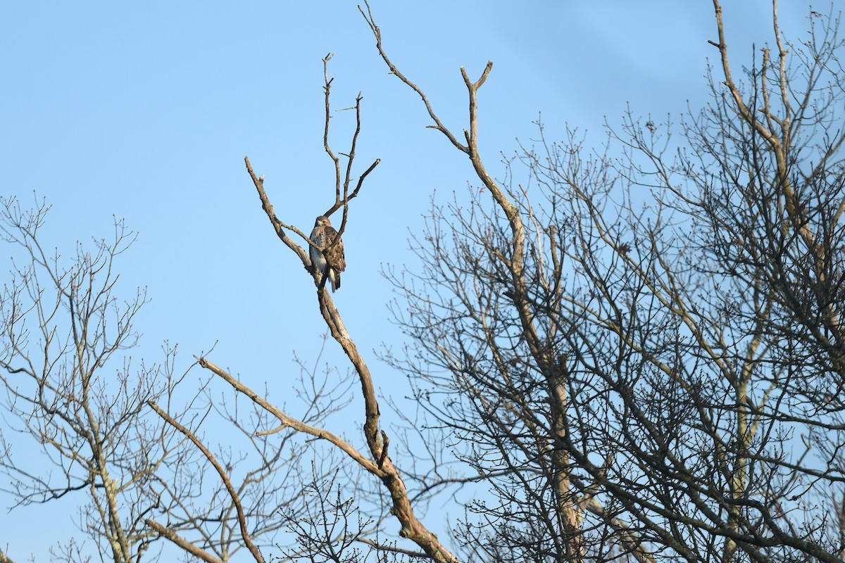 Red-tailed Hawk - ML646551173