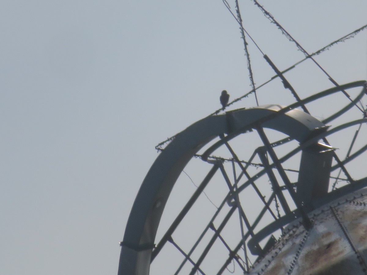 Merlin - ML646551176