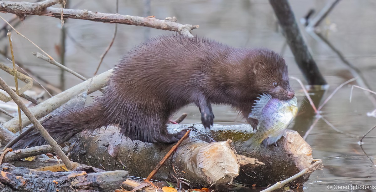 American Mink - ML646551177