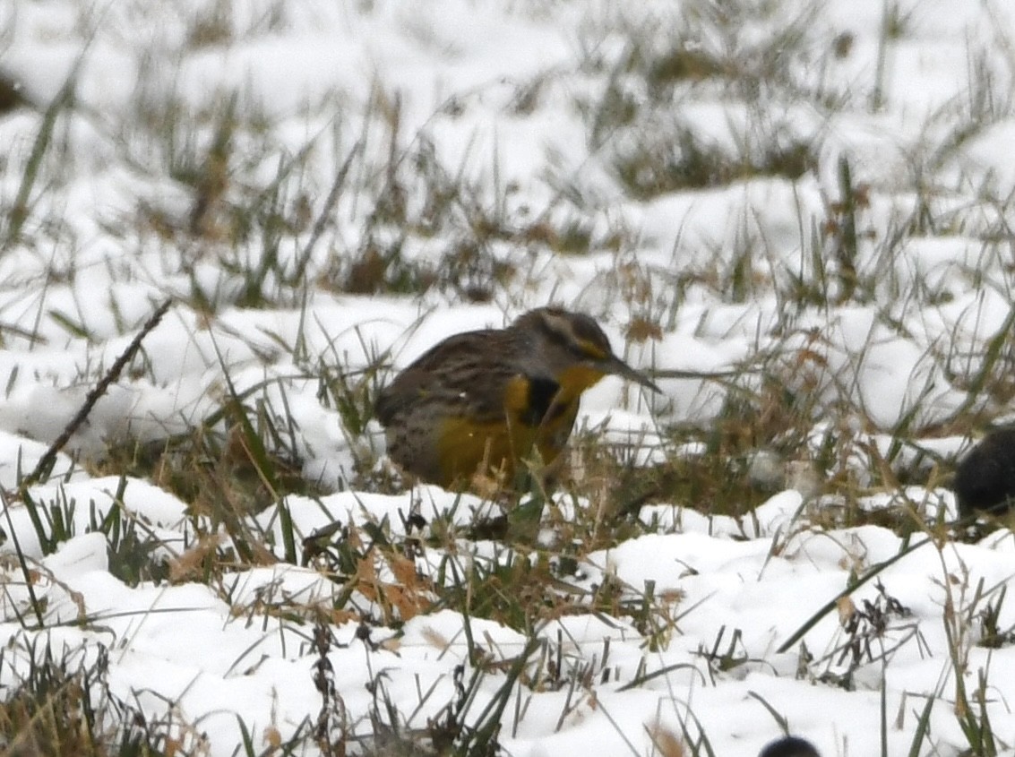 Eastern Meadowlark - ML646551178