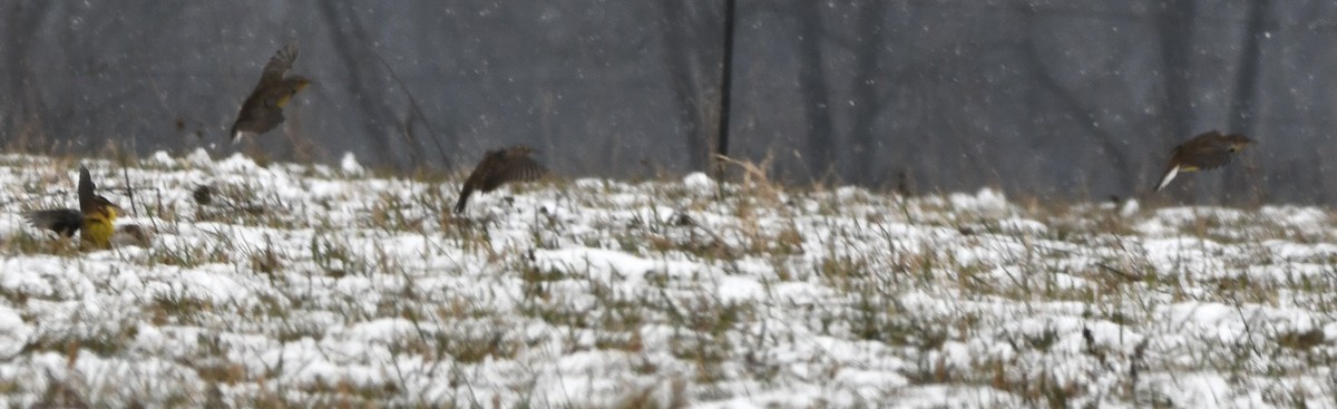 Eastern Meadowlark - ML646551179
