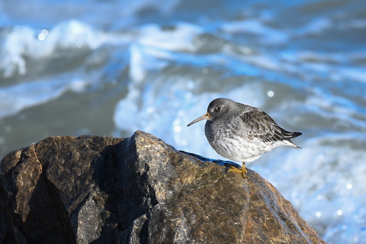 Purple Sandpiper - ML646551181