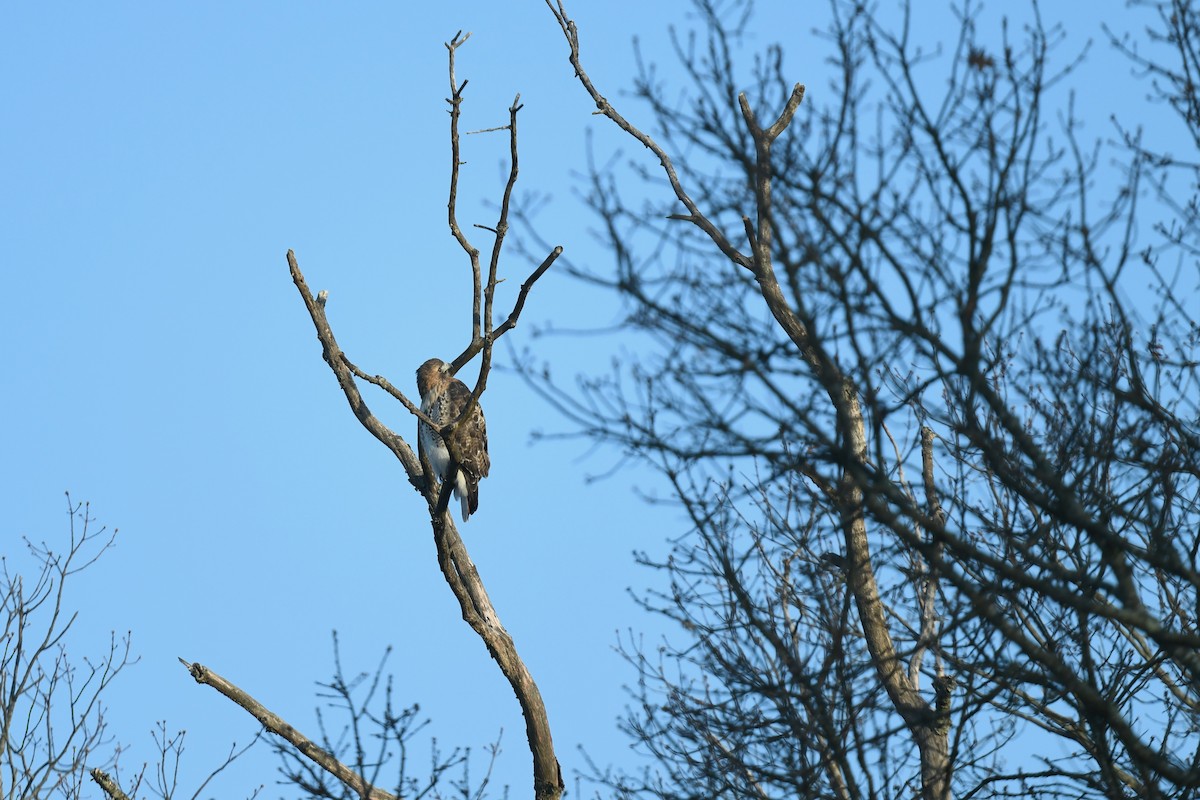 Red-tailed Hawk - ML646551195