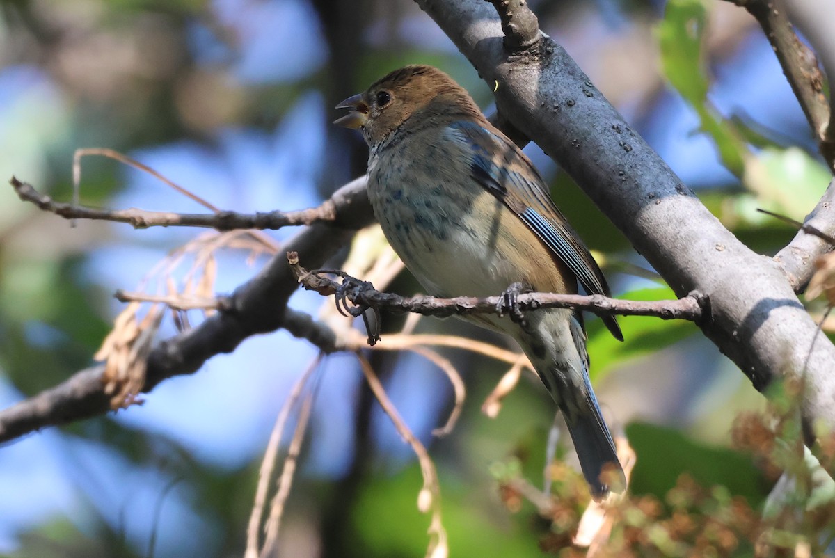 Indigo Bunting - ML646551196
