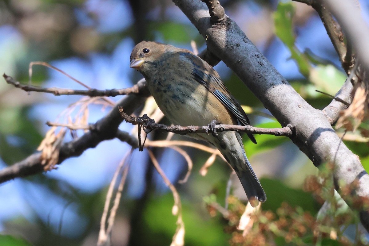 Indigo Bunting - ML646551197