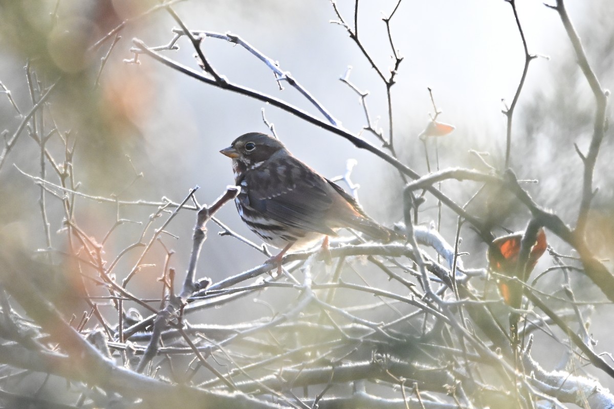 Fox Sparrow - ML646551199