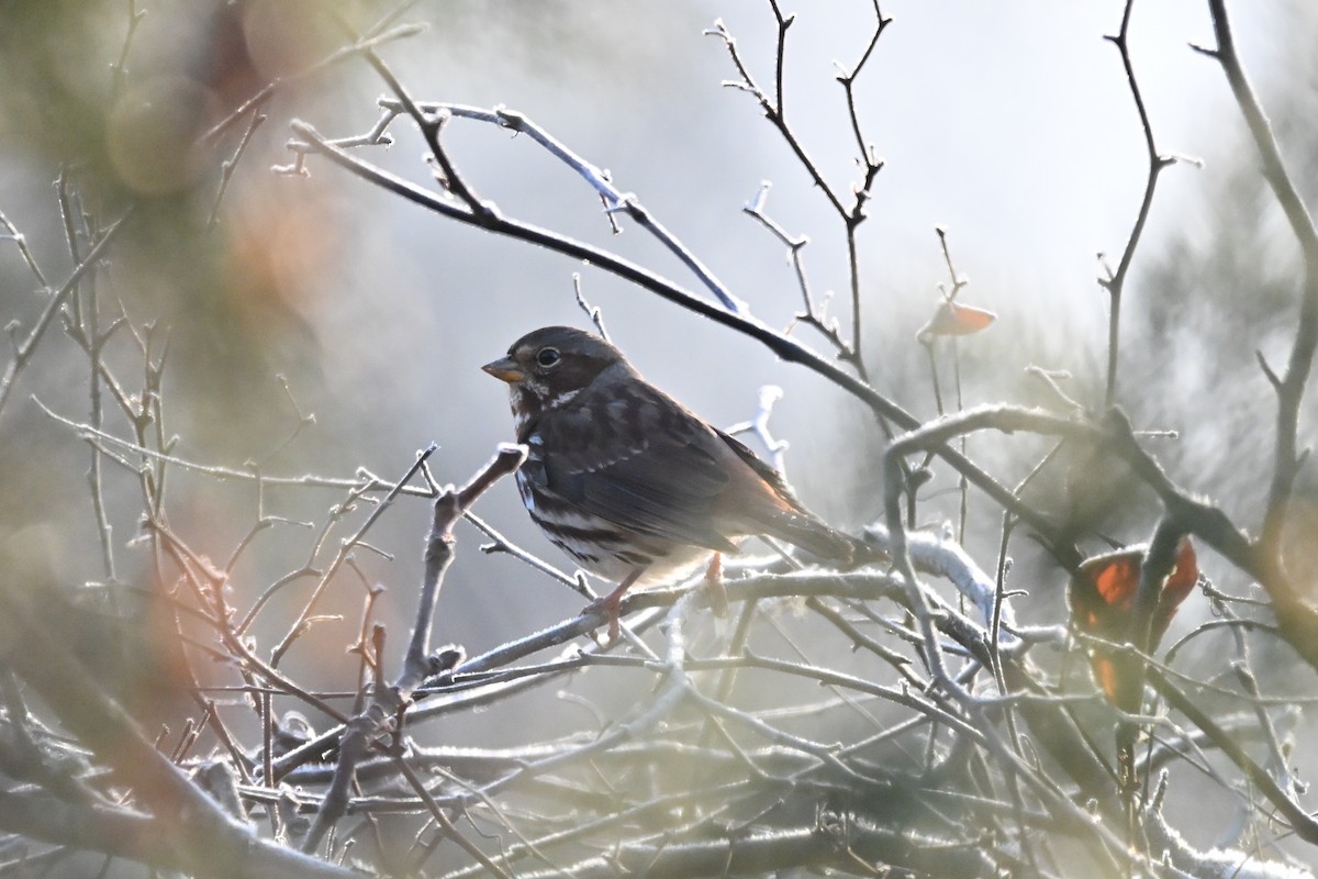 Fox Sparrow - ML646551200