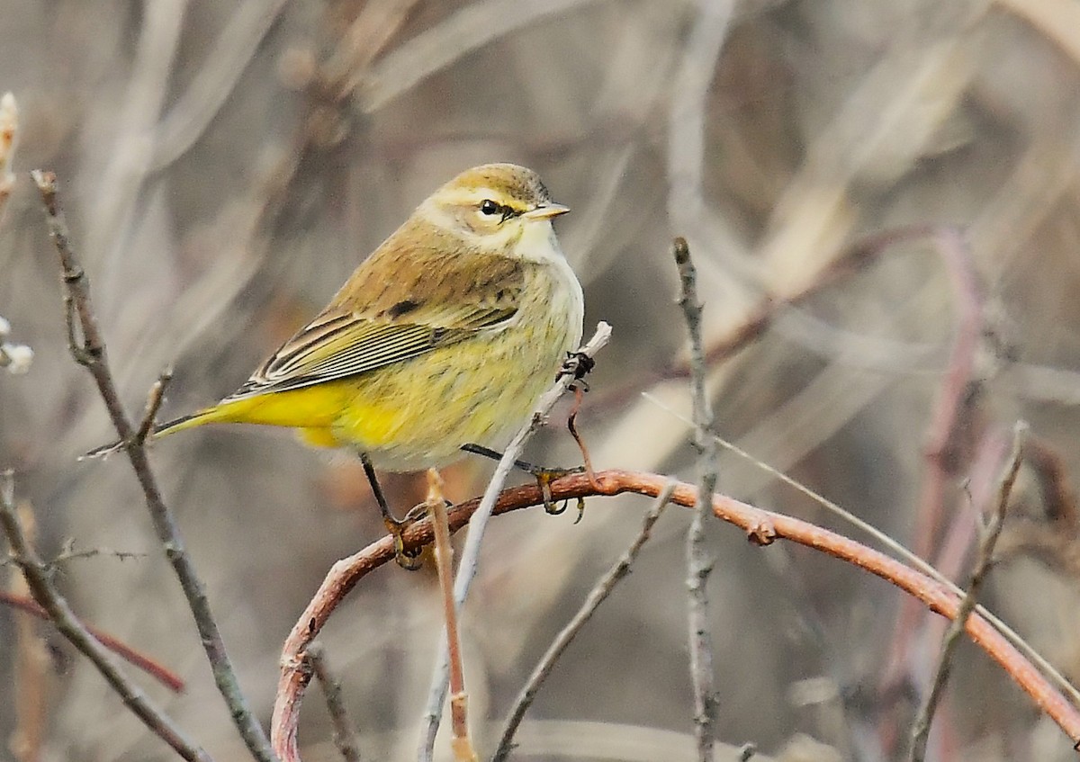 Palm Warbler - ML646551201