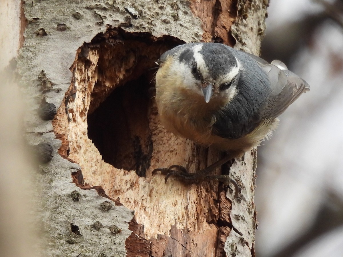 Kanada Sıvacısı - ML646551204