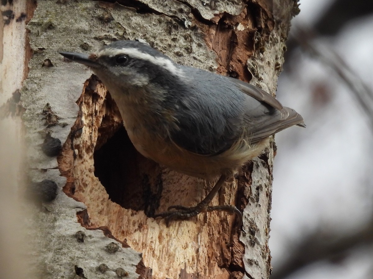 Kanada Sıvacısı - ML646551205