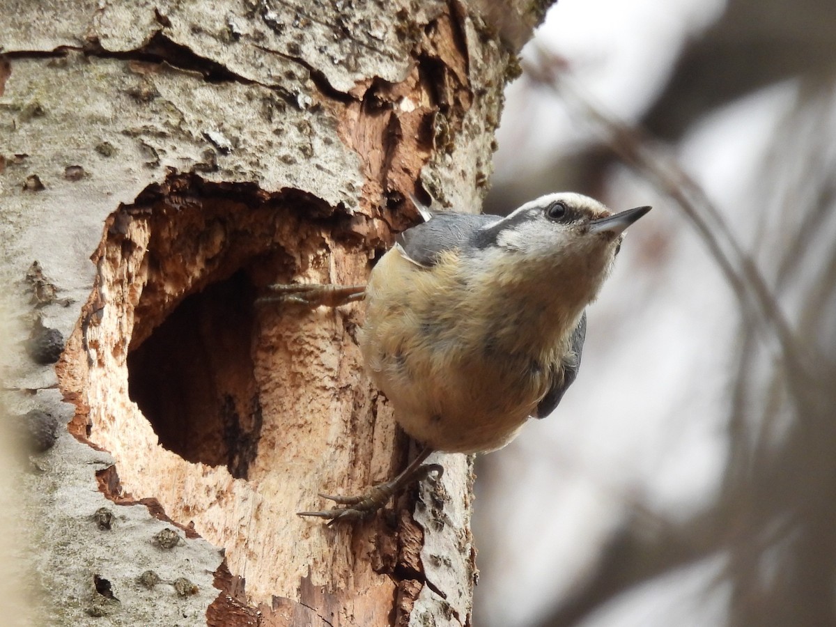 Kanada Sıvacısı - ML646551207