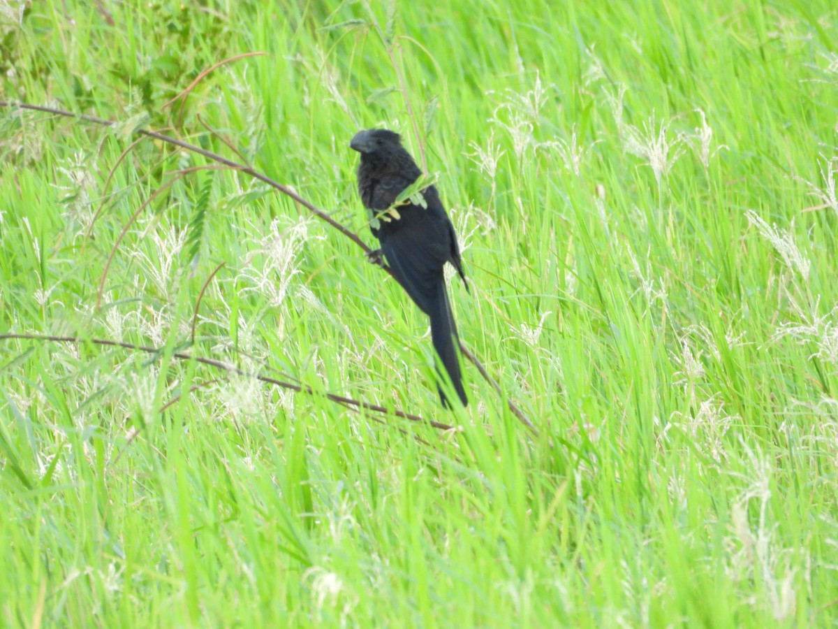 glattnebbani - ML646551209