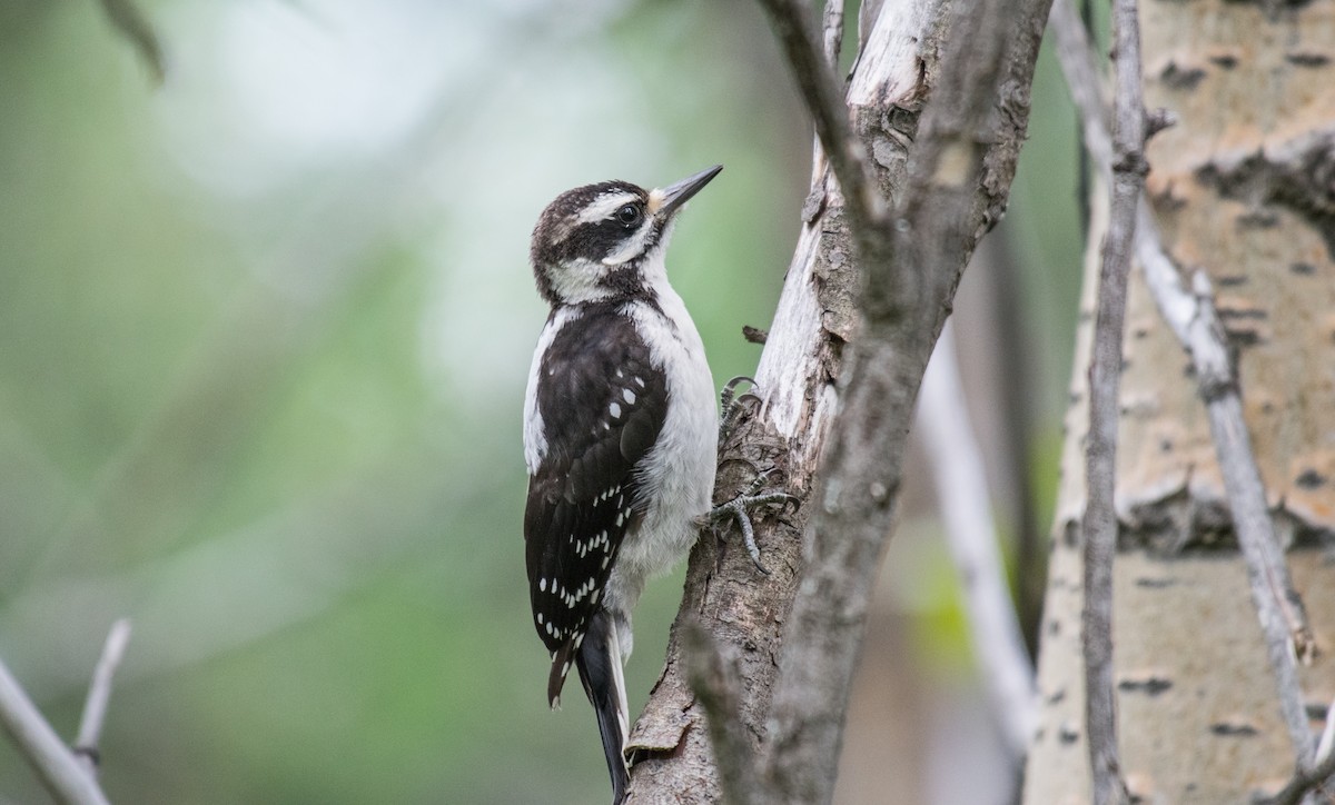 Hairy Woodpecker - Simon Boivin