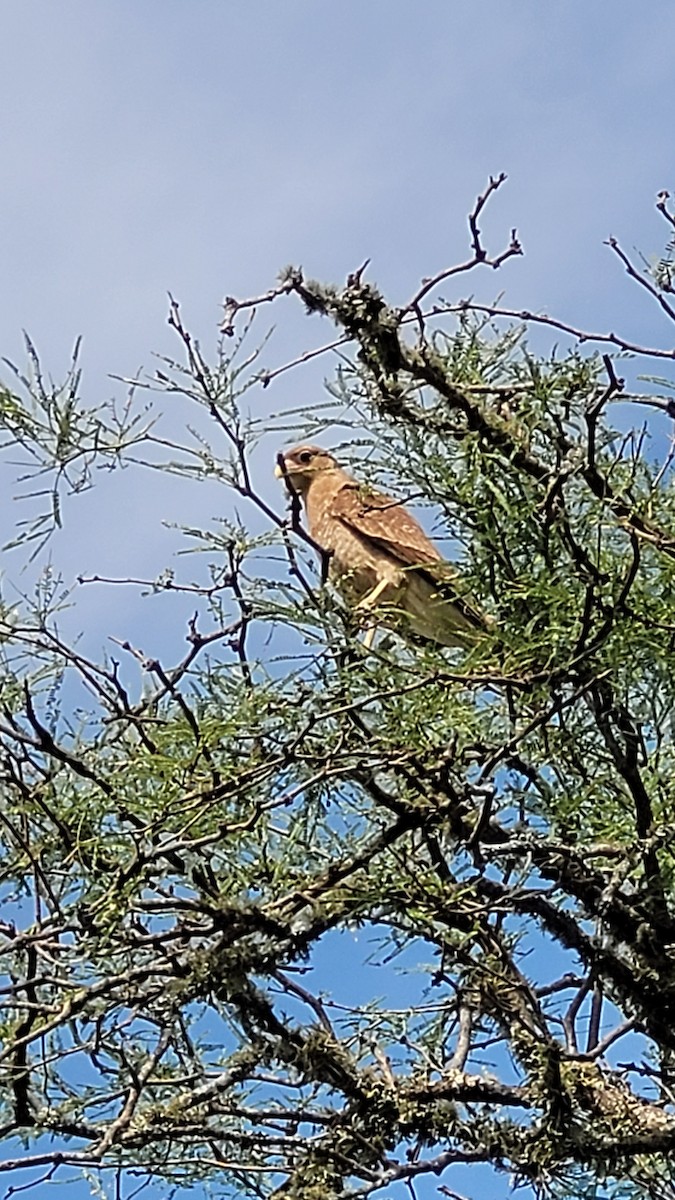 Chimango Caracara - ML646551210
