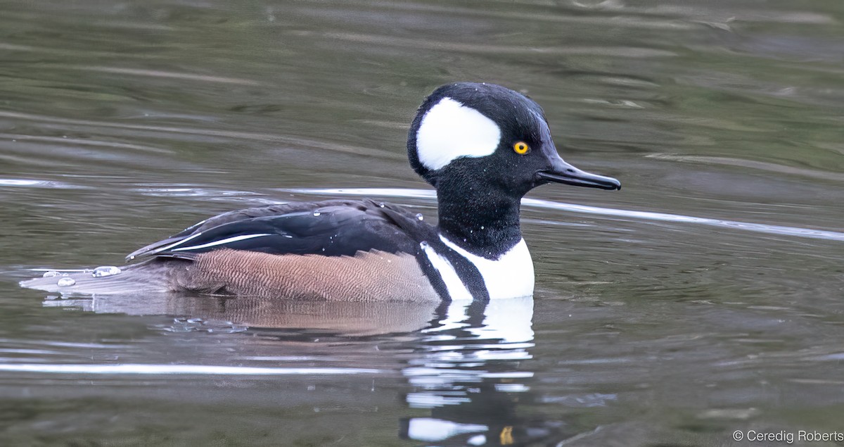 Hooded Merganser - ML646551211