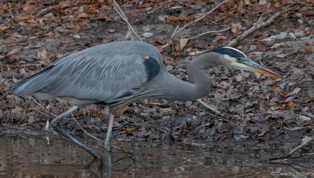 Great Blue Heron - ML646551217