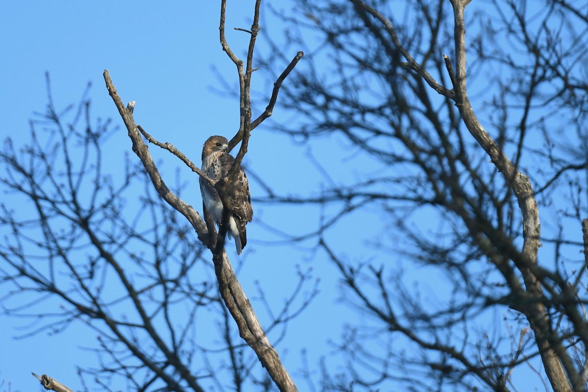 Red-tailed Hawk - ML646551220