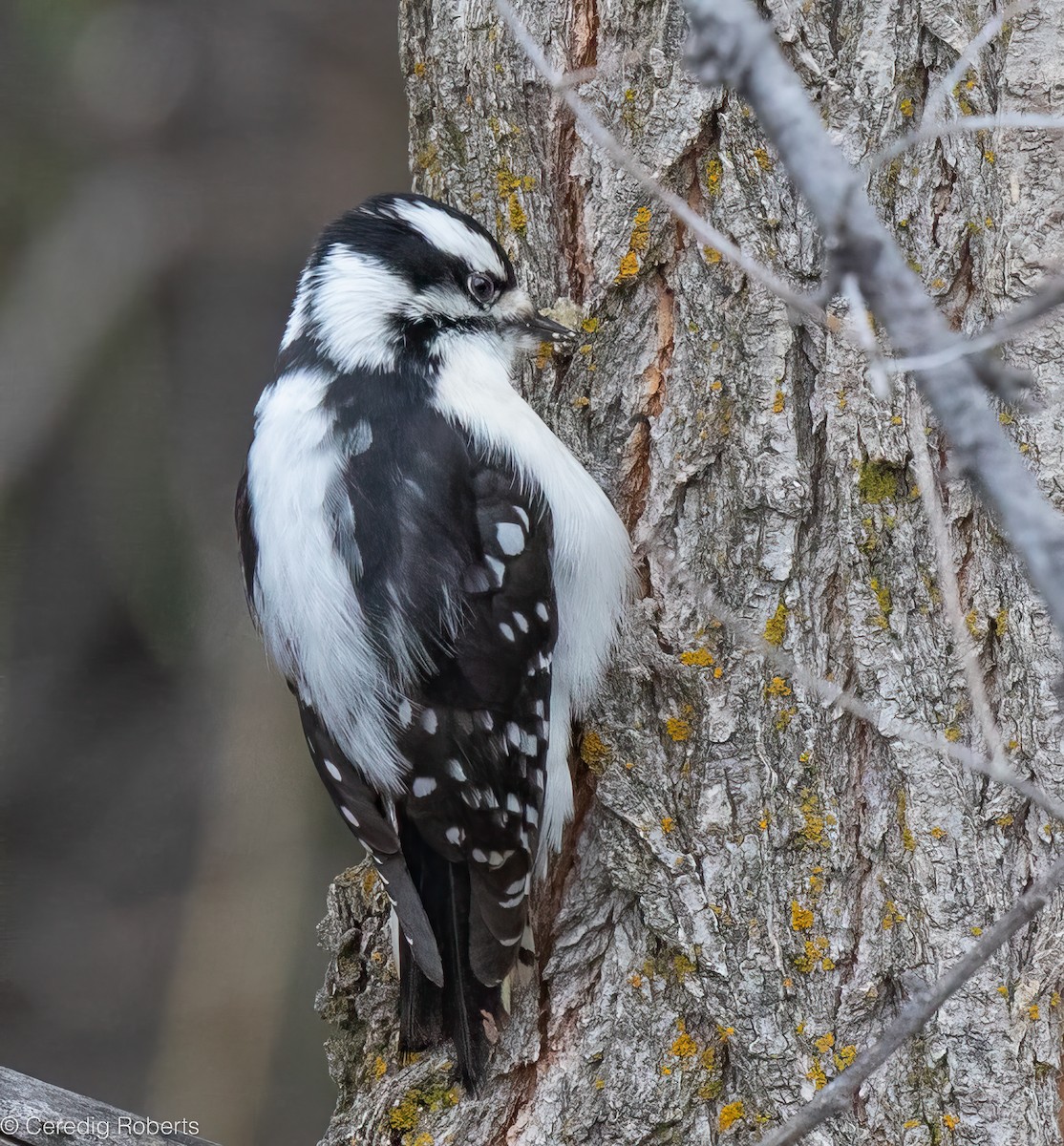 Downy Woodpecker - ML646551222
