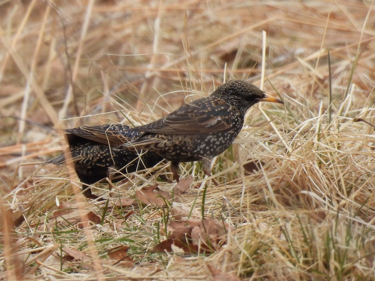 Sığırcık - ML646551223