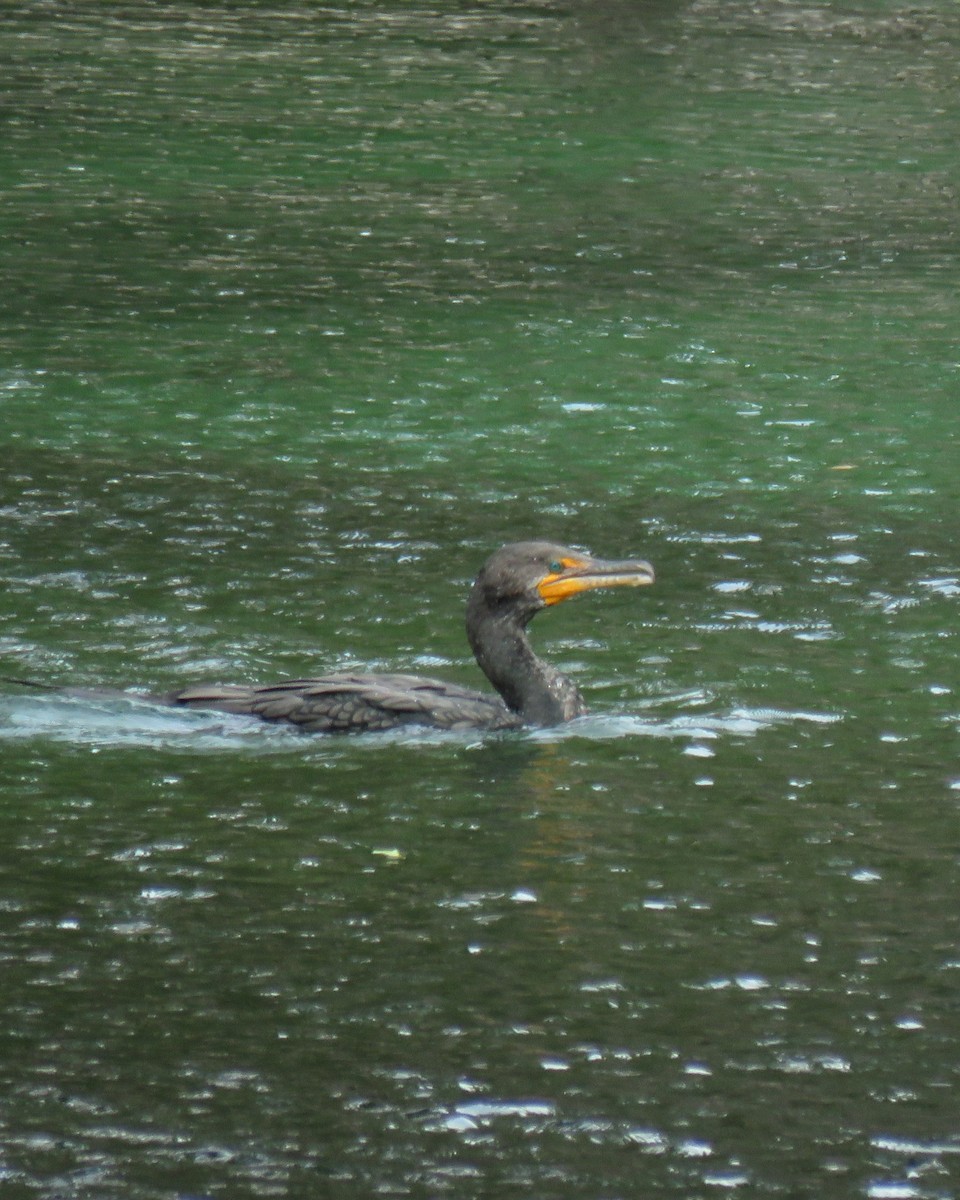 Double-crested Cormorant - ML646551226