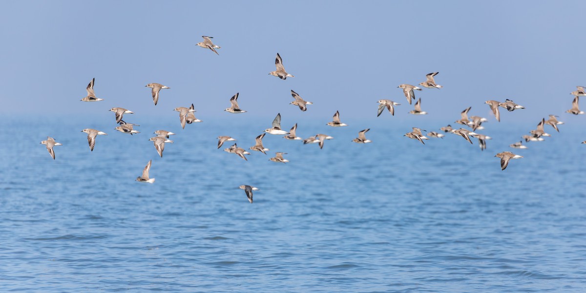 Black-bellied Plover - ML646551227