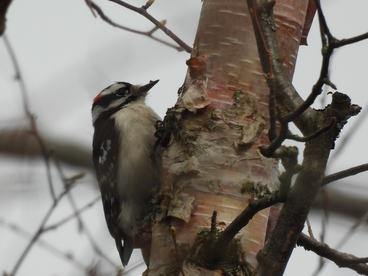 Yumuşak Tüylü Ağaçkakan - ML646551229