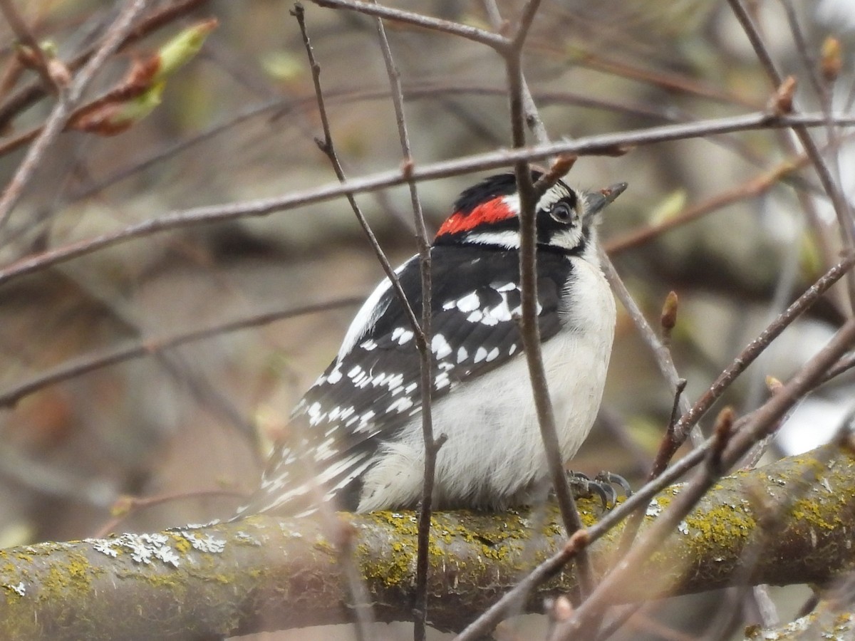 Yumuşak Tüylü Ağaçkakan - ML646551230