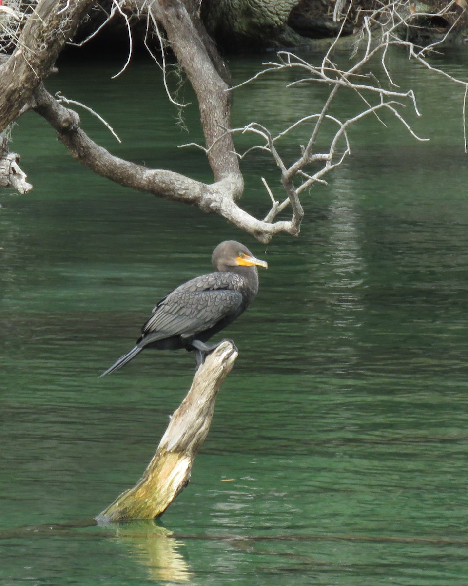 Double-crested Cormorant - ML646551231