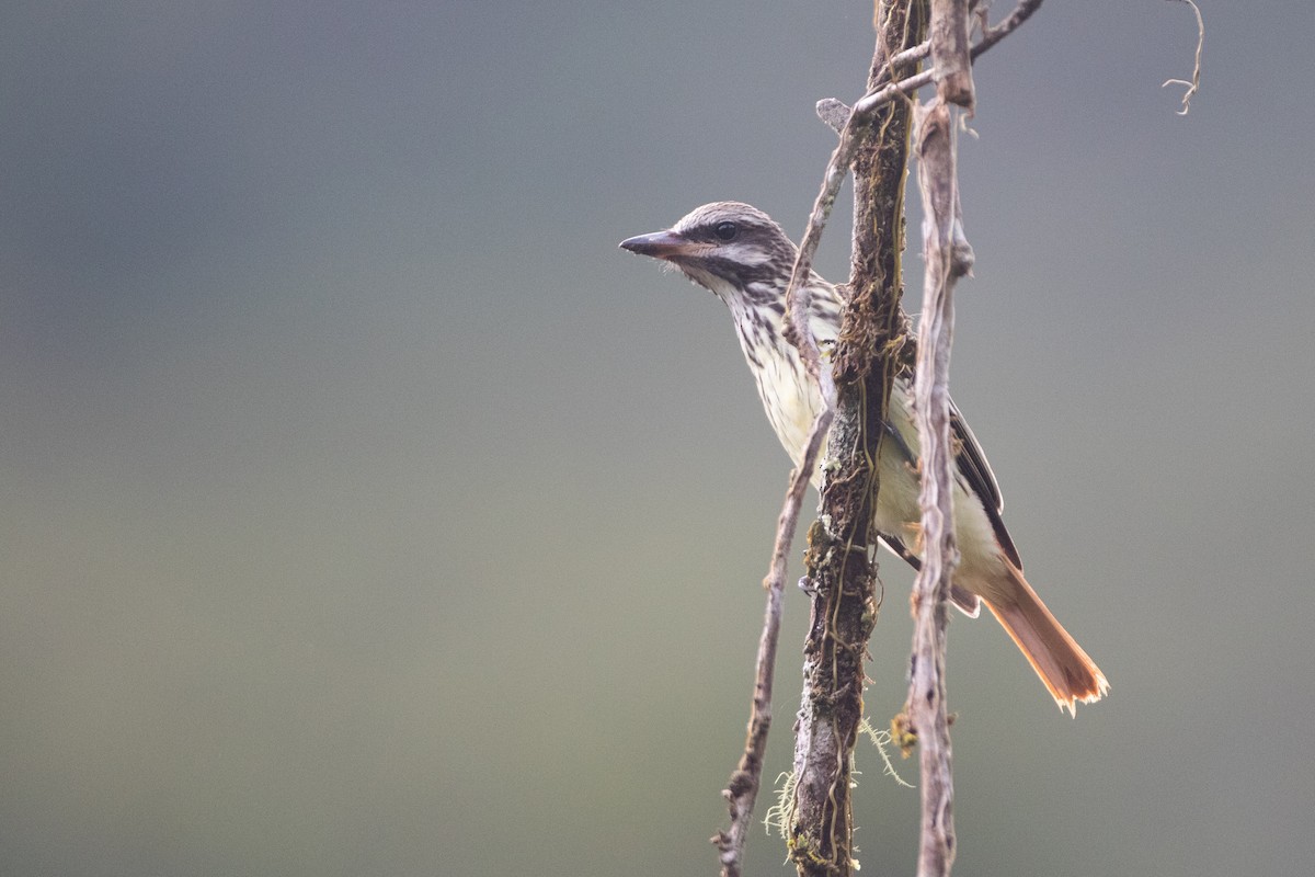 Sulphur-bellied Flycatcher - ML646551232