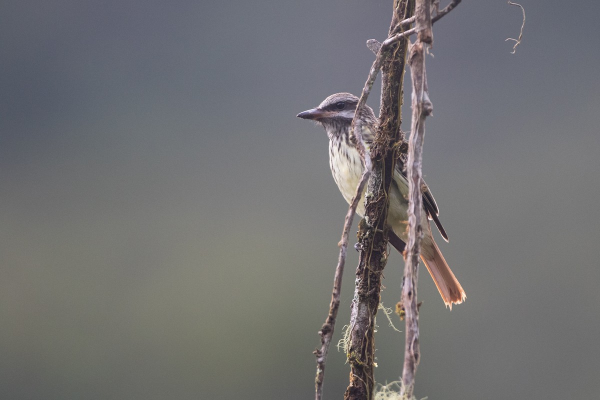 Sulphur-bellied Flycatcher - ML646551233
